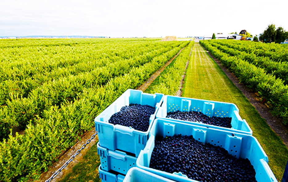 Hortifrut busca personal para la campaña de arándanos 2026: vacantes en recolección y almacén en Huelva