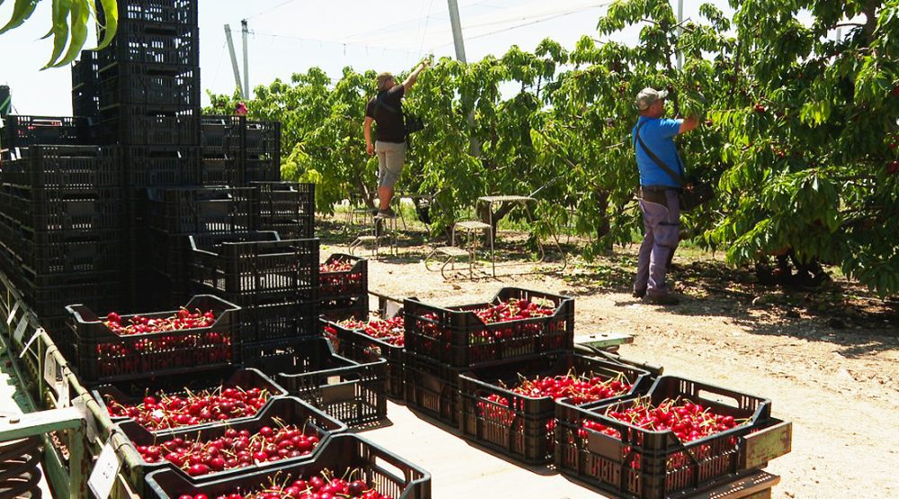 La campaña de la cereza del Valle del Jerte abre nuevas oportunidades de empleo: buscan mozos de almacén, administrativos y personal de control de calidad